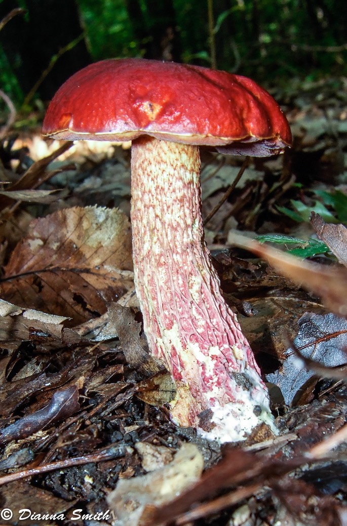 Exsudoporus frostii (Boletus frostii) 9151