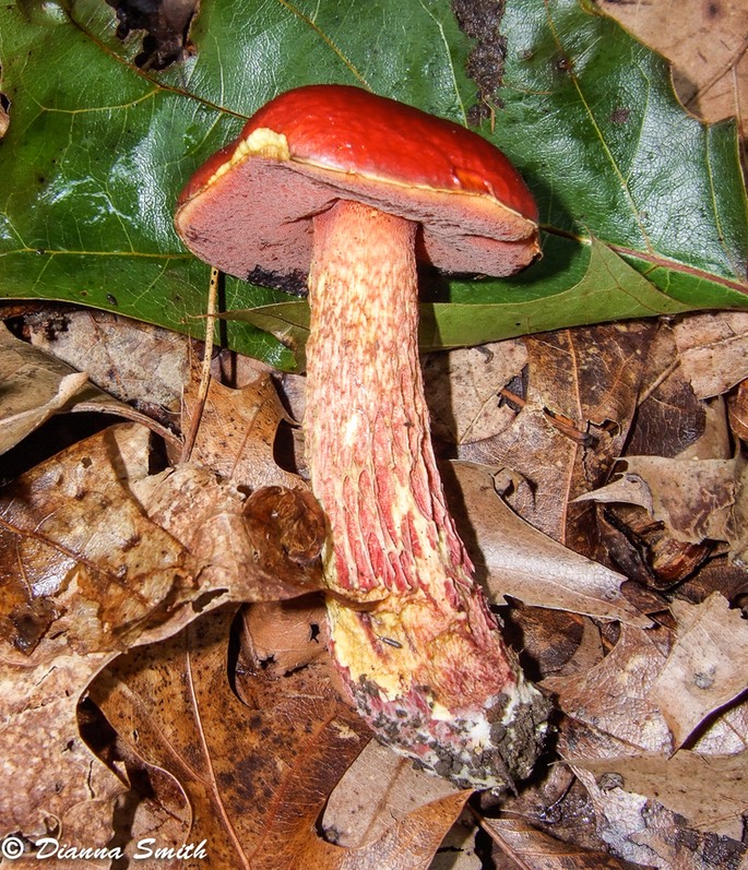 Exsudoporus frostii (Boletus frostii) 9153