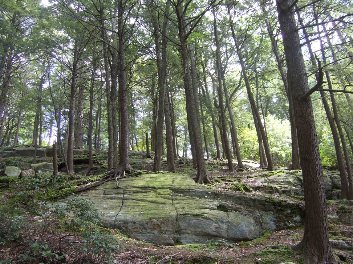 Fahnestock State Park trees5372