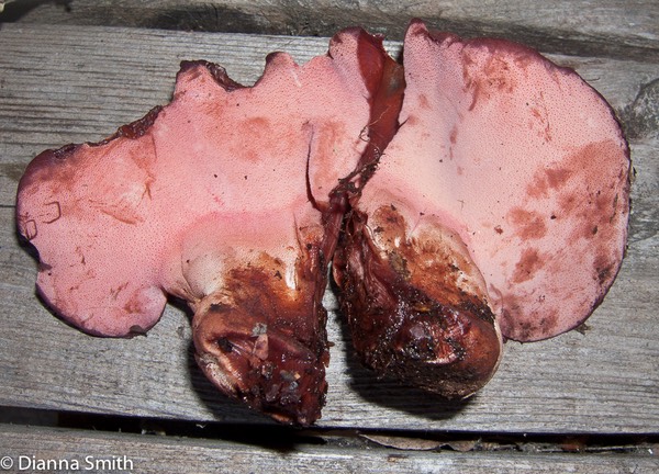 Fistulina hepatica5341