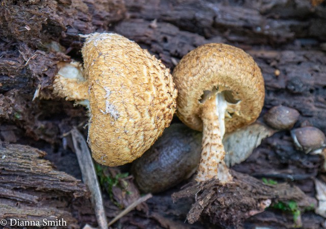 Flammulaster erinaceella?1000099