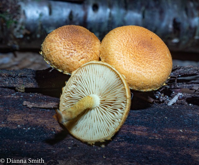 Flammulaster erinaceelus 07482-2