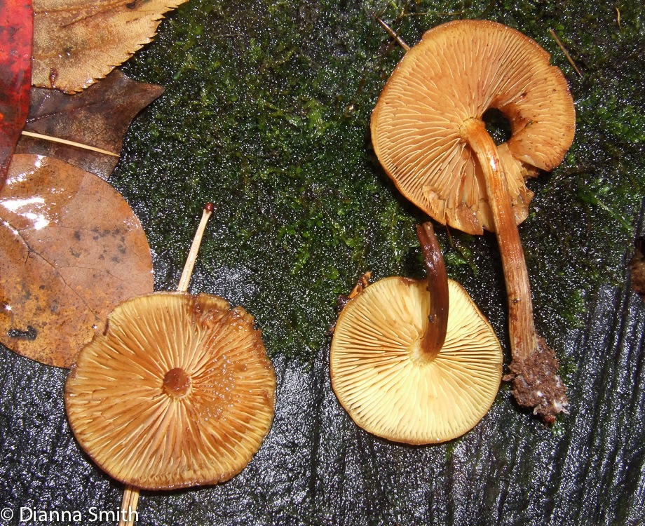 Flammulina velutipes 7563