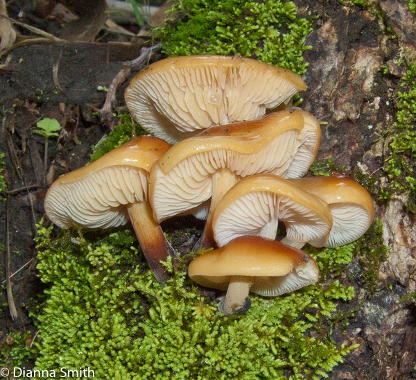 Flammulina velutipes1753