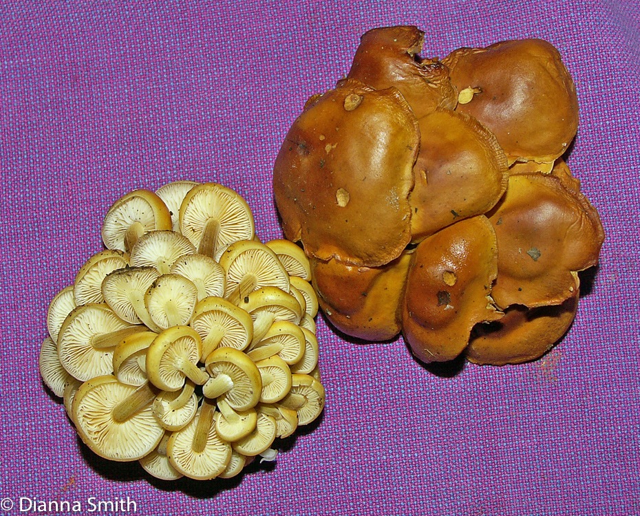 Flammulina velutipes4685