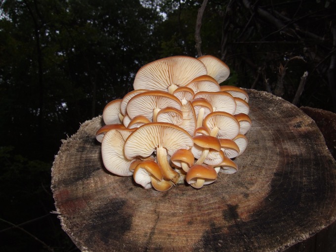Flammulina velutipes6678