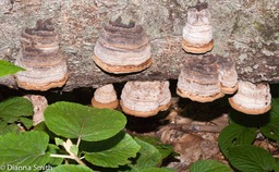 Fomes fomentarius03516