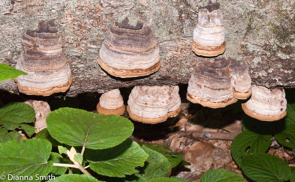 Fomes fomentarius03516