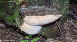 Fomitopsis ochracea  04627