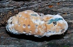 Fomitopsis spraguei00230