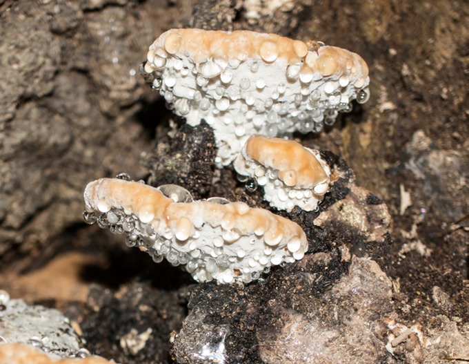Fomitopsis spraguei01254