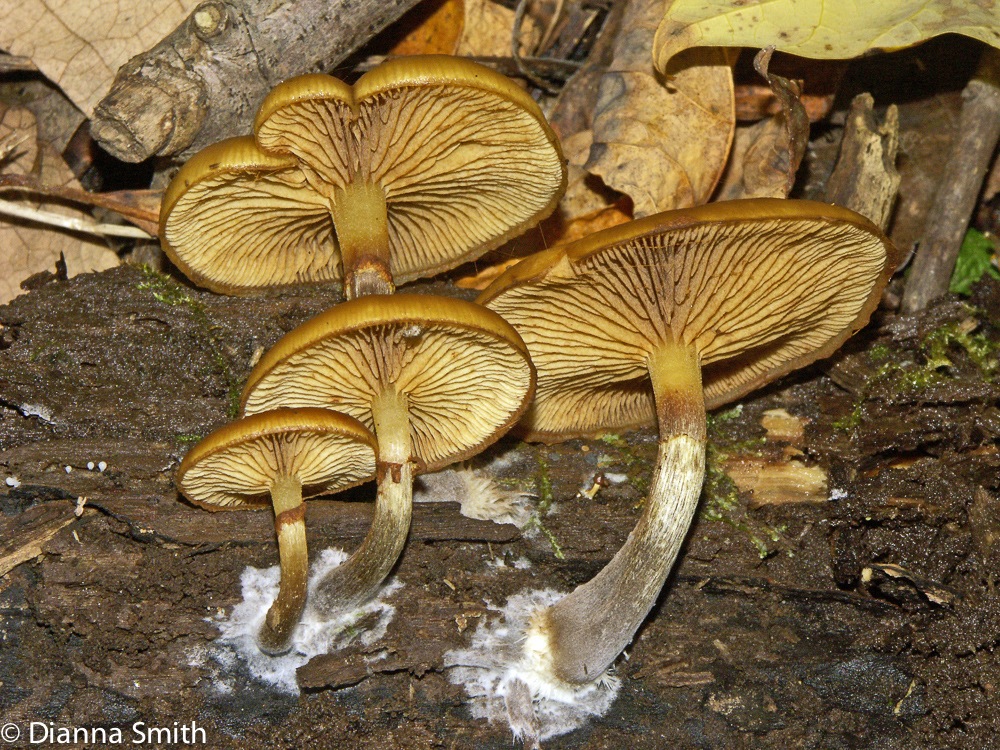 Galerina marginata (Galerina autumnalis)4707