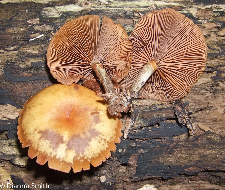 Galerina marginata (Galerina autumnalis)10030054