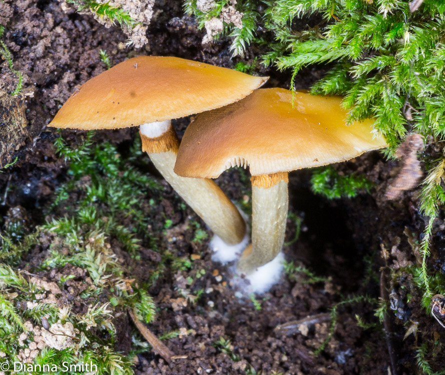 Galerina marginata (Galerina autumnalis)03863