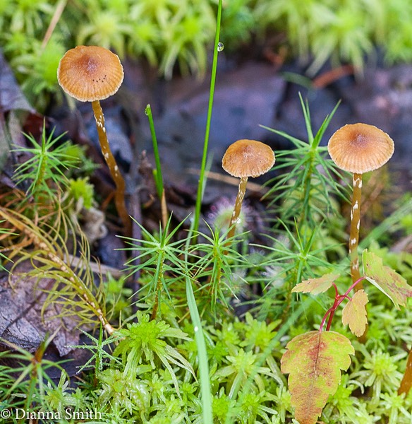 Galerina paludosa3416