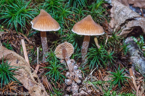 Galerina stylifera 01830