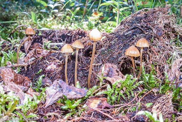 Galerina tibiicystis 0426