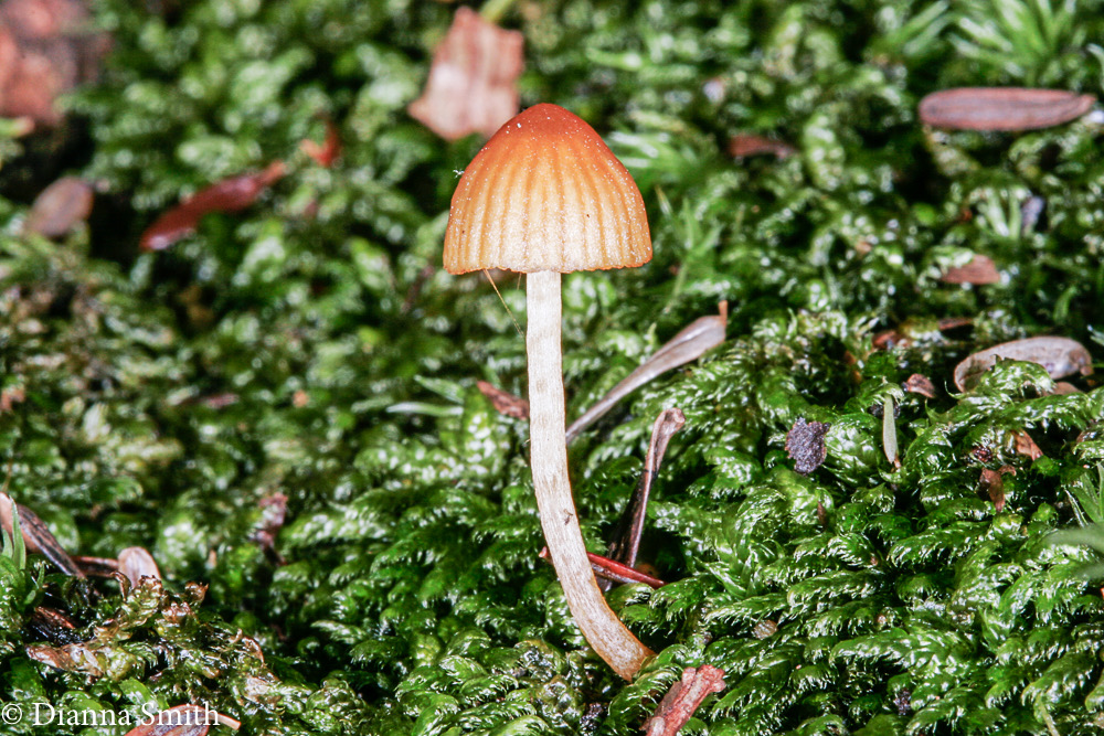 Galerina vittaformis2615