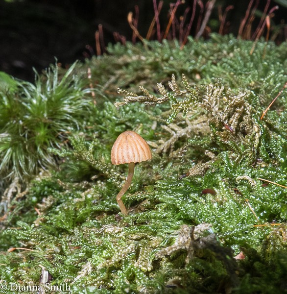 Galerina vittaformis_0508