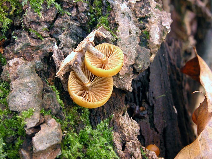 Galerina autumnalis9713