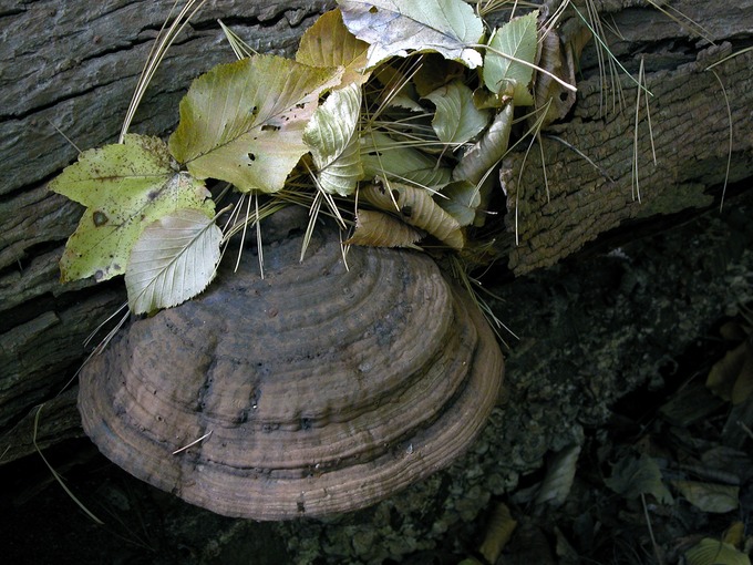 Ganaoderma applanatum2095