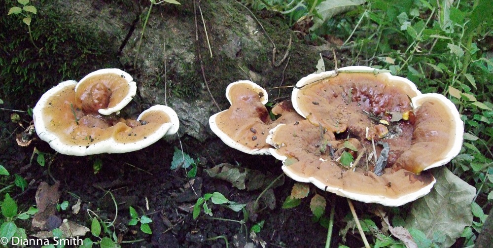 Ganoderma lucidum 0130