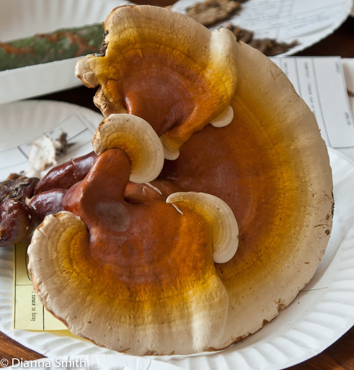 Ganoderma lucidum01463