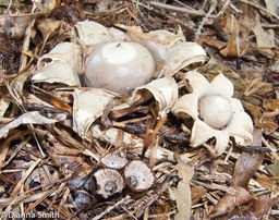 Geastrum saccatum 6160