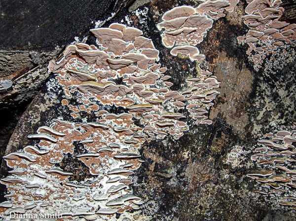 Gelatoporia dichroa (Gloeoporus dichros)  6460