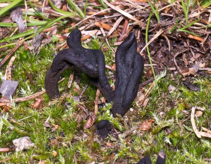 Geoglossum difforme1010405