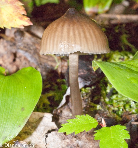 Gliophorus irrigatus (Hygrocybe irrigata, Hygrophorus unguinosus) 01656