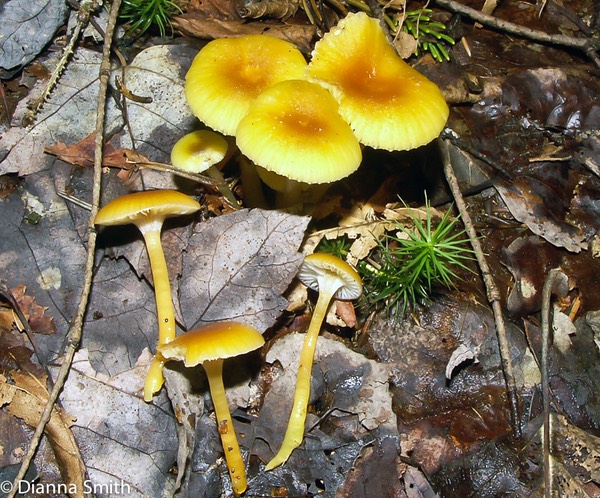 Gliophorus laetus (Hygrocybe laeta)1362