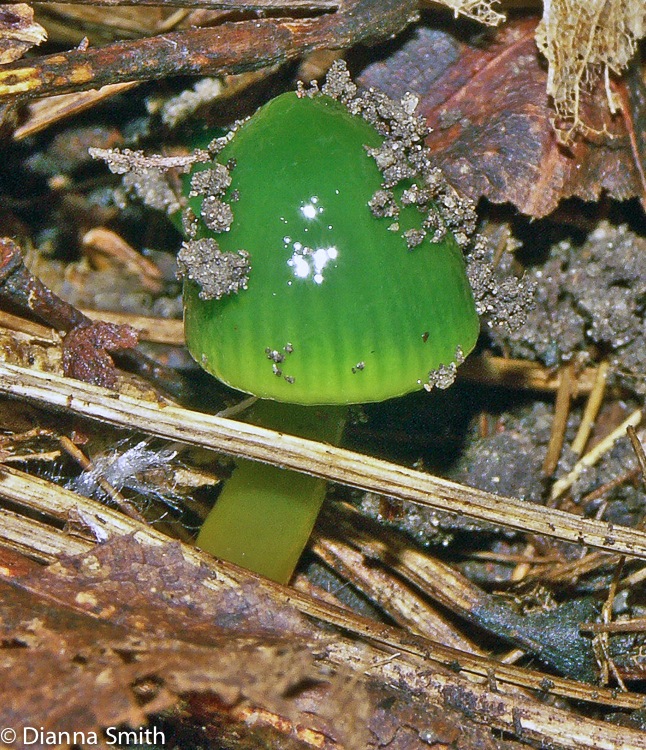 Gliophorus psittacina (Hygrocybe psittacina)3281