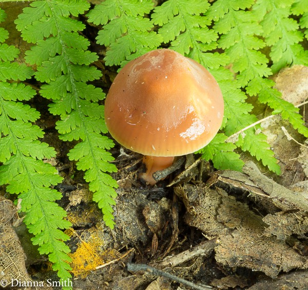 Gliophorus psittacinus var. perplexus (Hygrocybe psittacinus var. perplexa) 02165