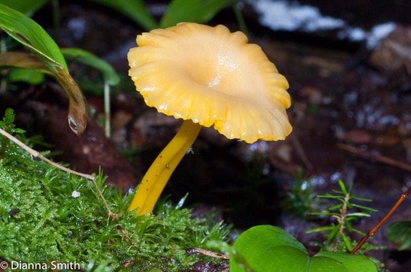Glioxanthomyces vitellinus (Hygrocybe vitellina)02304