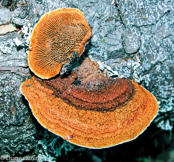 Gloeophyllum sepiarium6864