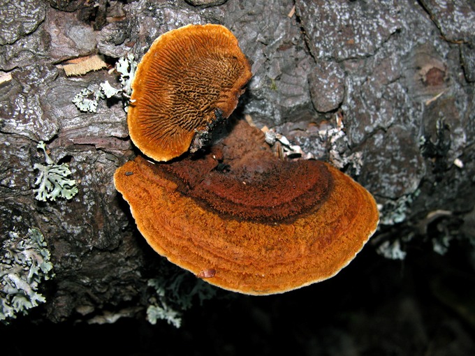 Gloeophyllum sepiarium6864