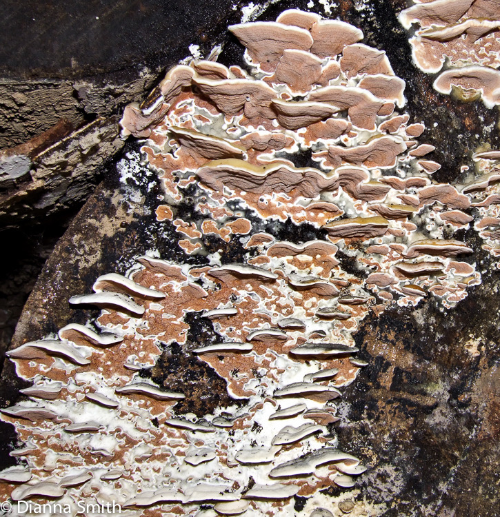 Gloeoporus dichrous 6460