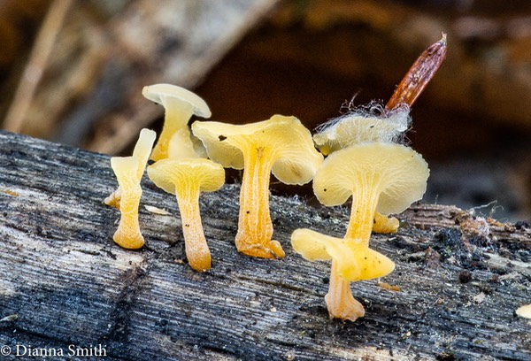Guepiniopsis alpina 01784
