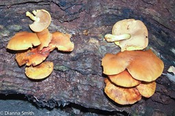 Gymnopilus liquiritiae0889