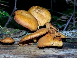 Gymnopilus luteofolius1020638
