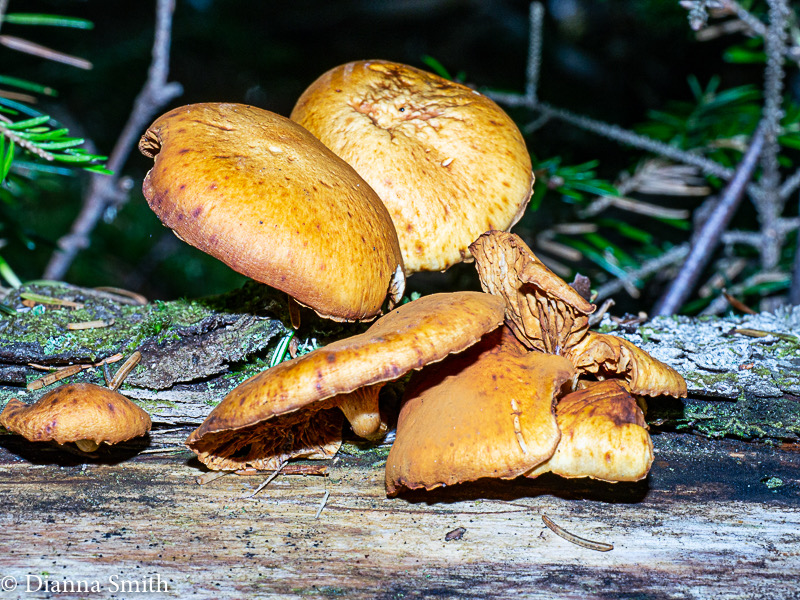 Gymnopilus luteofolius1020638