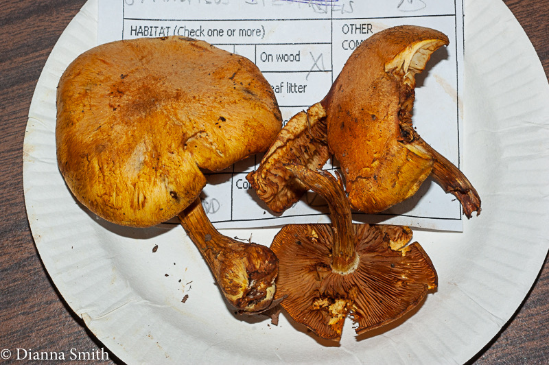 Gymnopilus luteus 03039