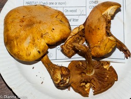 Gymnopilus luteus03039