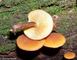 Gymnopilus penetrans090306015