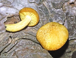 Gymnopilus sapineus4826