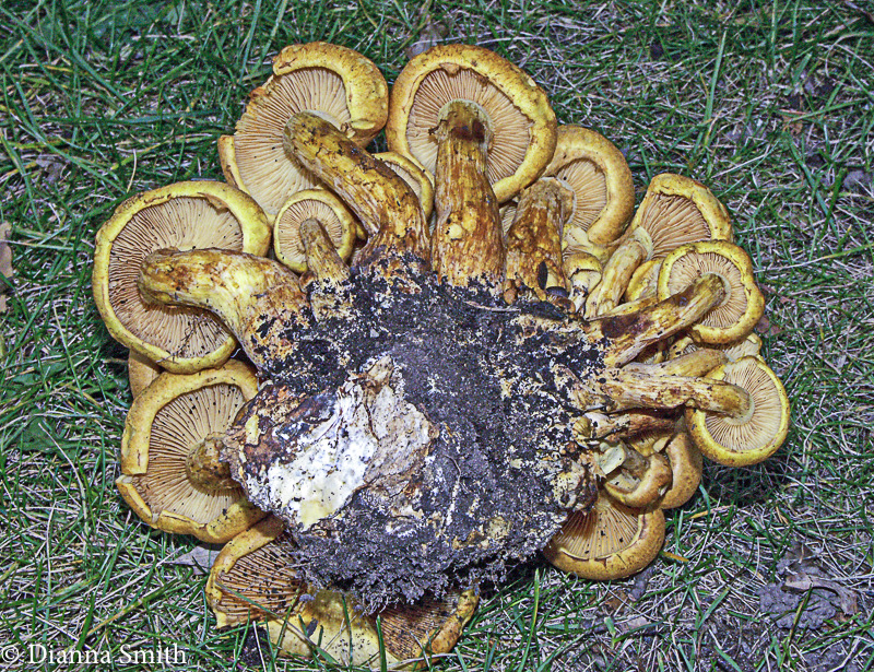 Gymnopilus subspectabilis44874