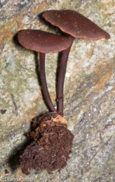 Gymnopus (Collybia) alkalivirens1000211