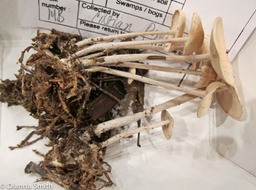 Gymnopus confluens (Collybia confluens)_2221