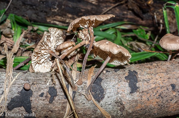 Gymnopus dichrous on sticks06523